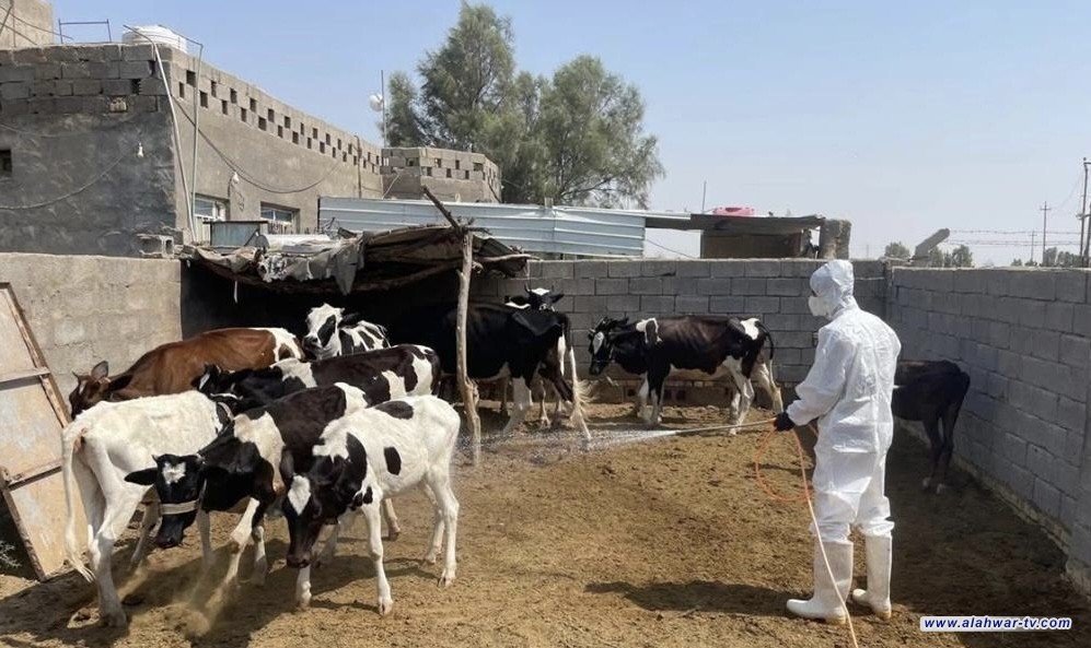 بيطرة ذي قار: السيطرة على بؤرة إصابة بالحمى النزفية في سيد دخيل