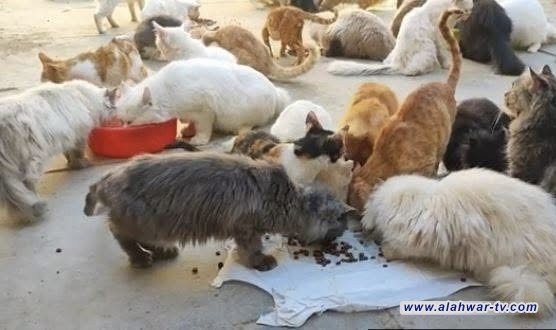 شاب من ذي قار يؤسس محمية لرعاية القطط ويأوي أكثر من 200 قط