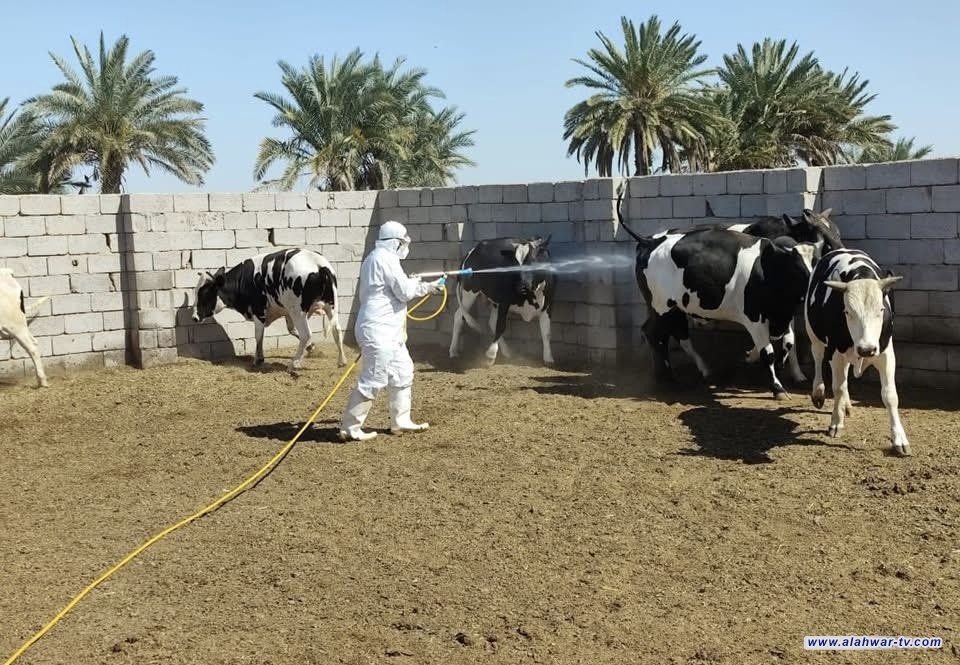 انطلاق حملة موسعة للقضاء على القراد  في ذي قار لحماية الثروة الحيوانية والحد من الحمى النزفية