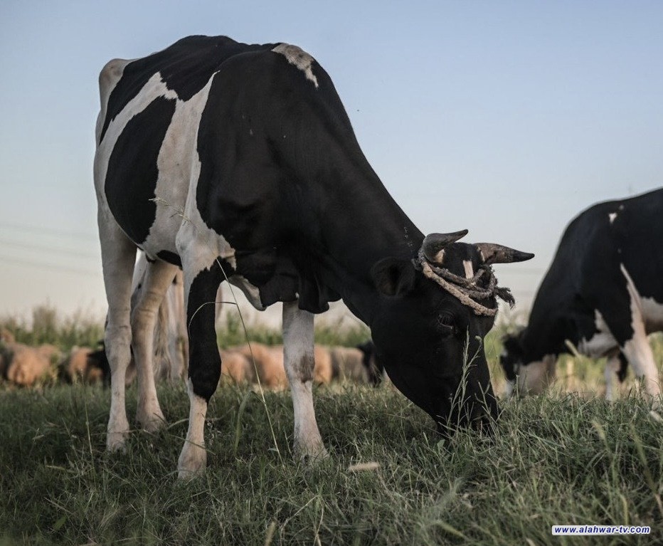 دائرة البيطرة: الاستيراد الحيواني خاضع لضوابط صارمة