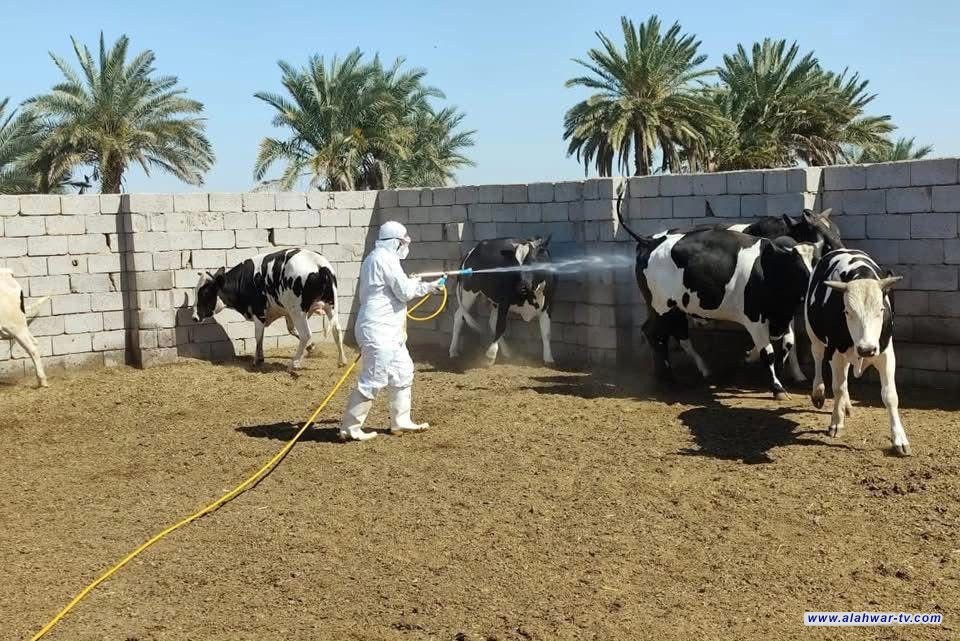 الحمى النزفية تعود للواجهة في ذي قار : 4 إصابات جديدة بينها ممرضة