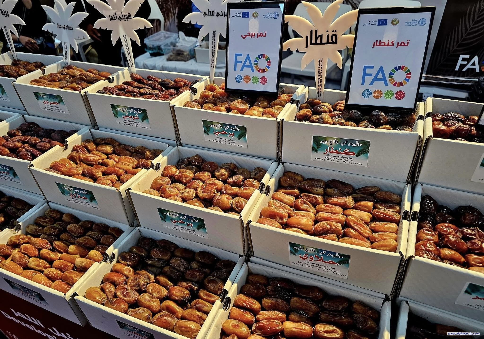 مهرجان التمور العراقية.. منصة وطنية لتعزيز الصادرات الزراعية وتنويع مصادر الدخل