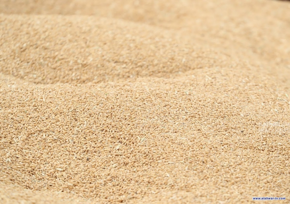وزارة التجارة تنفي شراء محصول الحنطة بأسعار مخفضة
