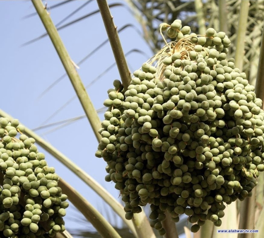 الزراعة تعلن عن خطة لرفع أعداد النخيل لأكثر من 25 مليوناً