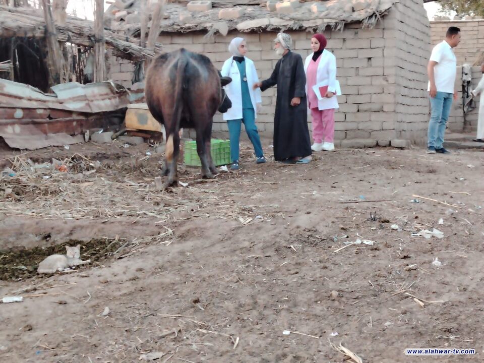 مبادرة بيئية في هور أم الودع: فحص أكثر من 1500 رأس جاموس لرصد الأمراض وحماية الثروة الحيوانية