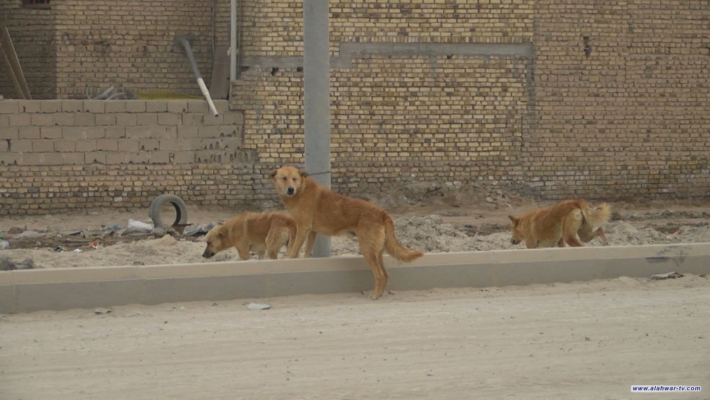 أرقام مرعبة. الكلاب السائبة تغزو شوارع ذي قار وتعض أكثر من 500 مواطن في 3 أشهر