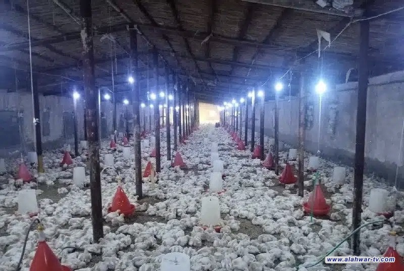 زراعة ذي قار: 150 حقل دواجن تؤمّن 40% من حاجة المحافظة من اللحوم والبيض