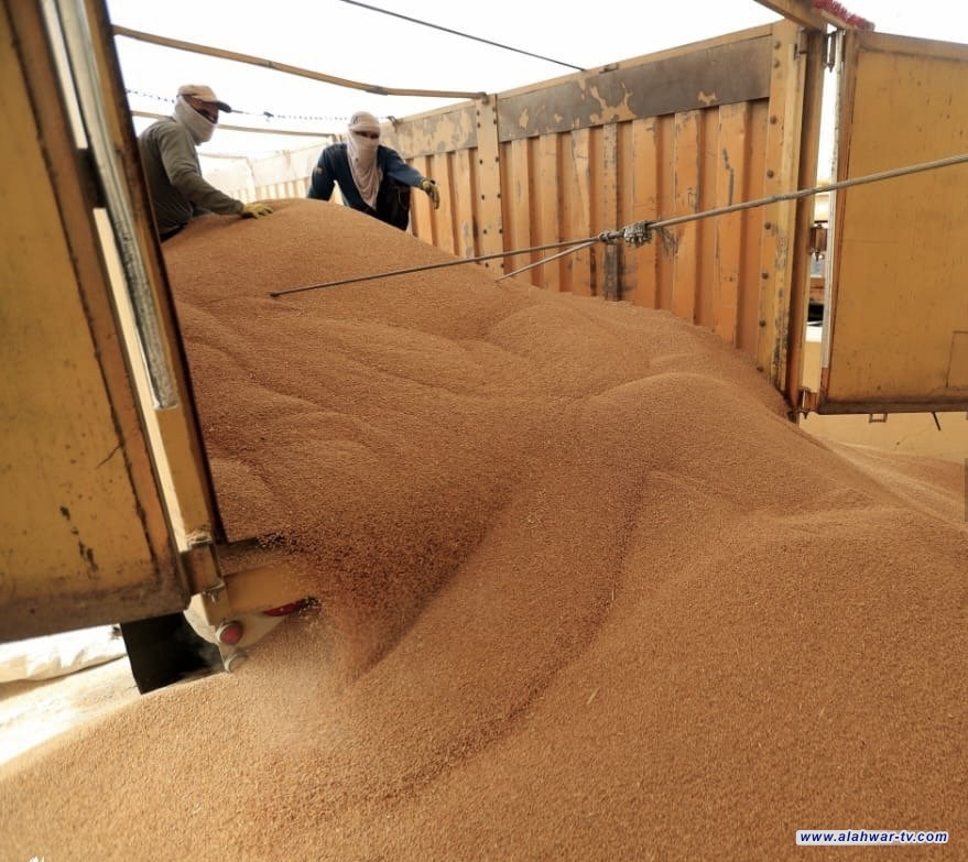 التجارة: أكثر من 300 مطحنة جاهزة لاستقبال كميات الحنطة المسوقة للموسم الحالي