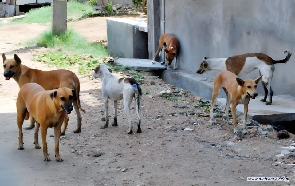 بيئة ذي قار تكشف أسباب انتشار الكلاب السائبة وتطالب بحملة عاجلة للمعالجة