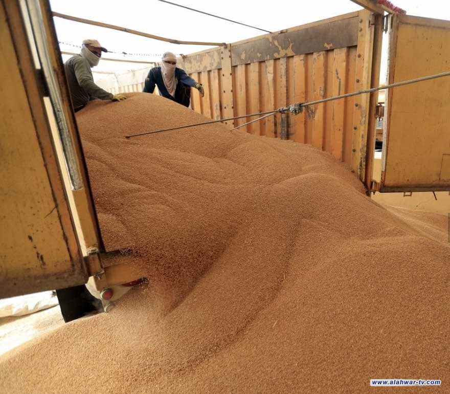 الزراعة: خطة السنة الحالية ستحقق الاكتفاء الذاتي لمحصول الحنطة