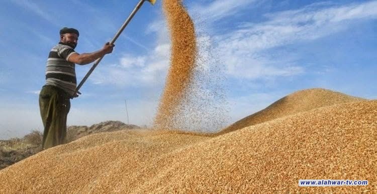 1000 طن من الحنطة في أيام قليلة: ذي قار تدخل موسم التسويق وسط تفاؤل بإنتاج واعد
