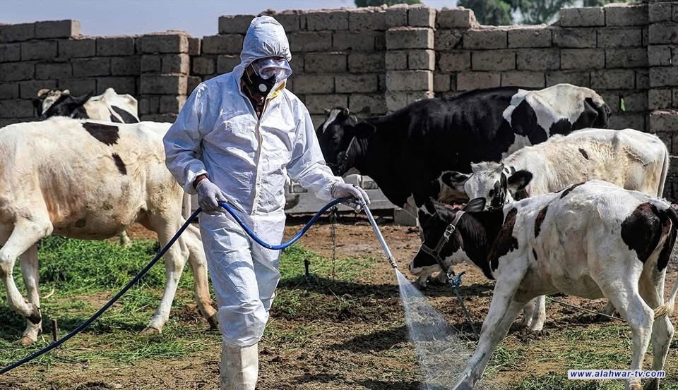 صحة ذي قار: رصد مبكر لـ30% من إصابات الحمى النزفية وتحسّن ملموس في المصابين
