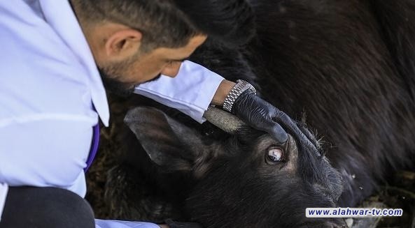 الصحة الطهي الجيد للحوم يقتل فيروس الحمى النزفية