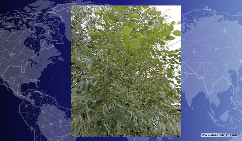 البصرة تسابق الزمن لمواجهة التطرف المناخي.. أشجار منقرضة تستعيد حياتها