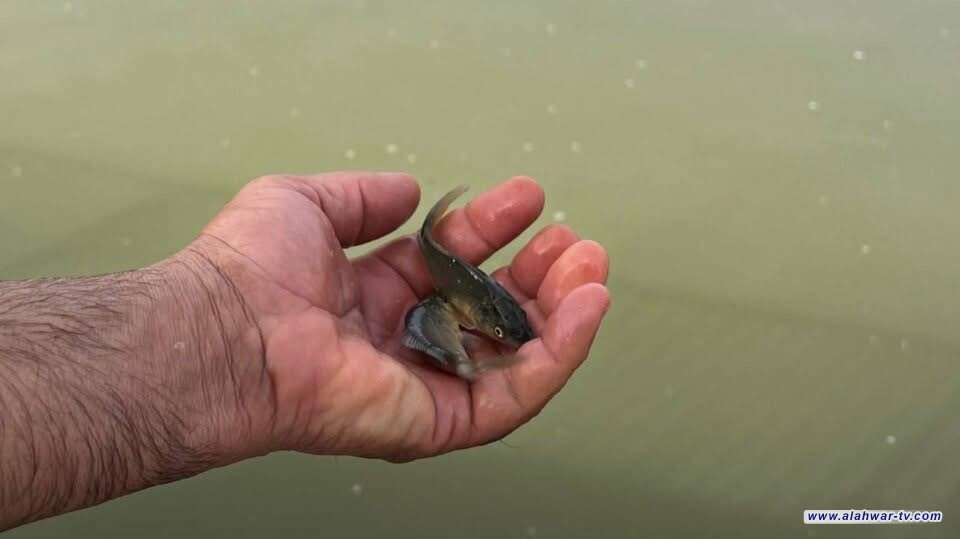 ذي قار تقترح إطلاق 25 مليون إصبعية وسابحة سمكية لتعزيز مخزونها المائي