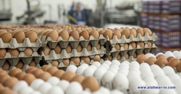 الزراعة تتخذ إجراءات للحد من ارتفاع أسعار بيض المائدة