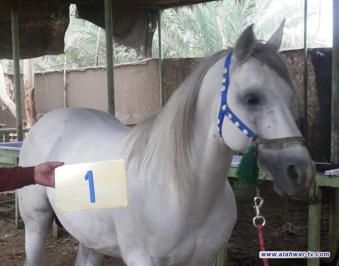 الزراعة تحصي أعداد الخيول العربية الأصيلة في الديوانية