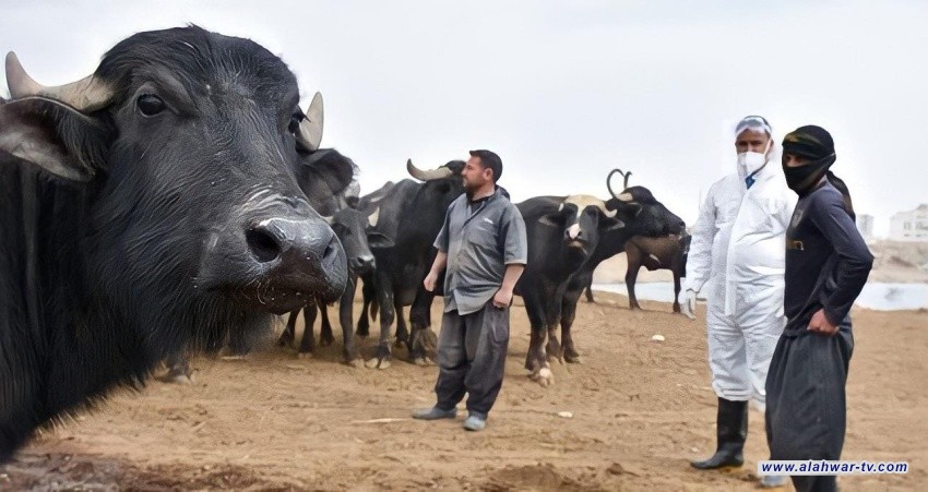 صحة ذي قار تطمئن: إصابات الحمى النزفية تحت السيطرة ولا وفيات حتى الآن
