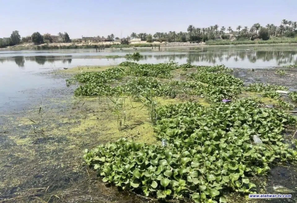 حملة ميدانية لإزالة زهرة النيل قرب جسر الدوب في الناصرية