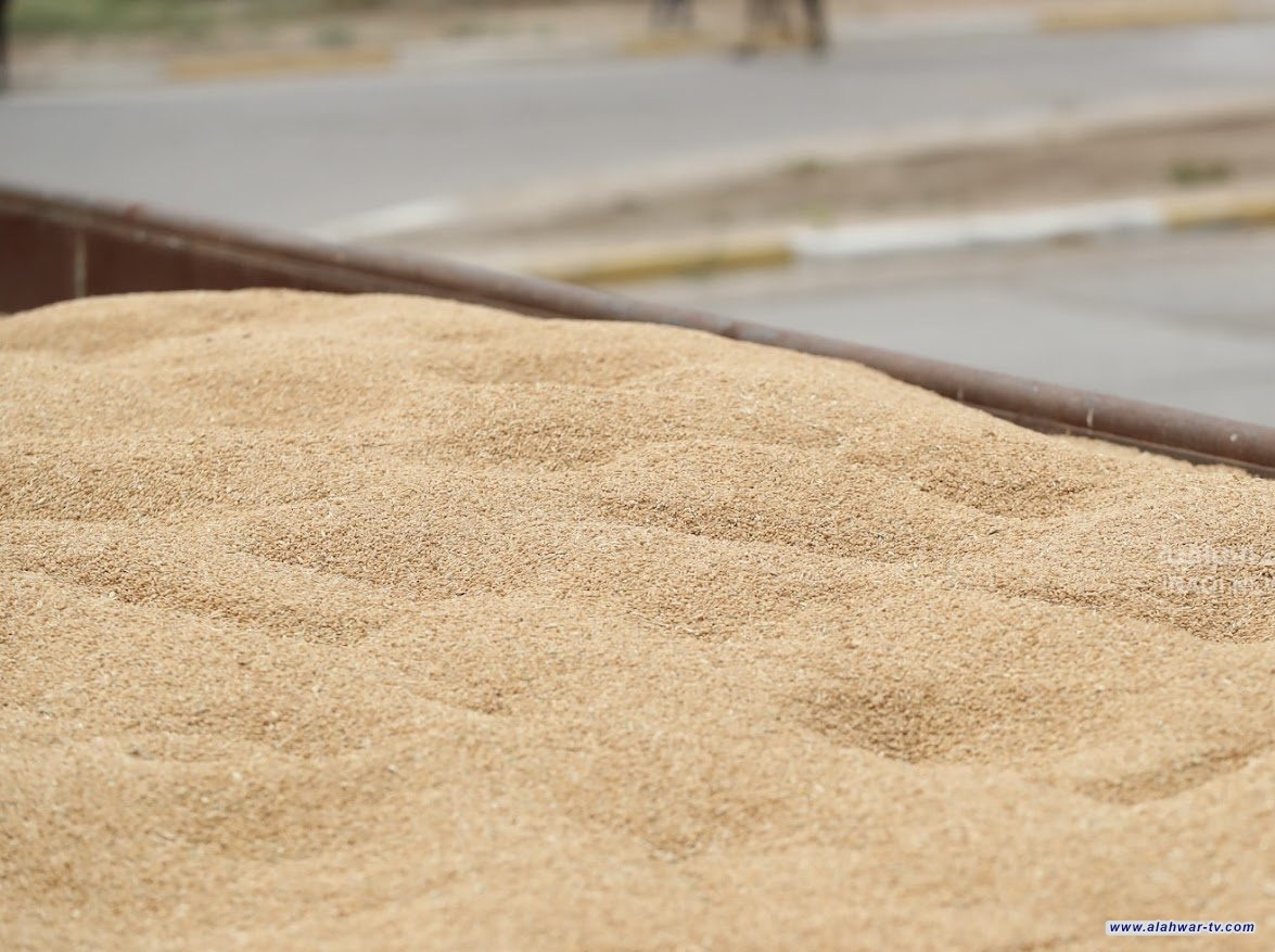 الزراعة: انسيابية عالية باستلام محصول الحنطة في سايلوات وزارة التجارة