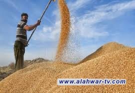 الزراعة: تخفيض أسعار بذور الحنطة بعد زيادة الدعم الحكومي إلى 60%