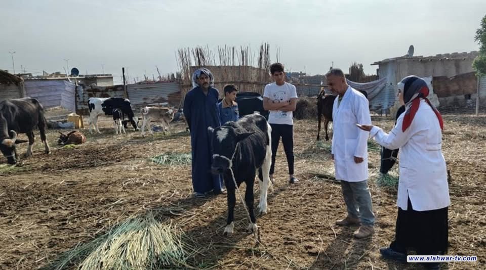 منظمة المناخ الأخضر: 17 ألف رأس جاموس مستفيد من خدمات قارب الإسعاف البيطري بأهوار ذي قار