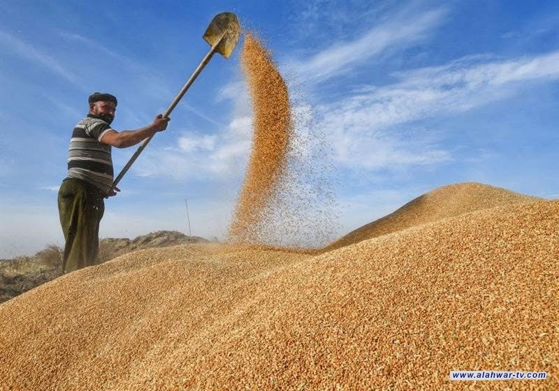 ذي قار تسوّق 40 ألف طن من محصول الحنطة