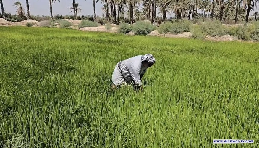 زراعة ذي قار تعلن إقرار الخطة الصيفية بمساحة 95 ألف دونم وتحدد حصة "الشلب