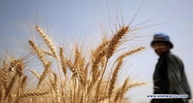 انطلاق الموسم الزراعي الشتوي في ذي قار ضمن خطة محدودة لضمان الاستدامة المائية