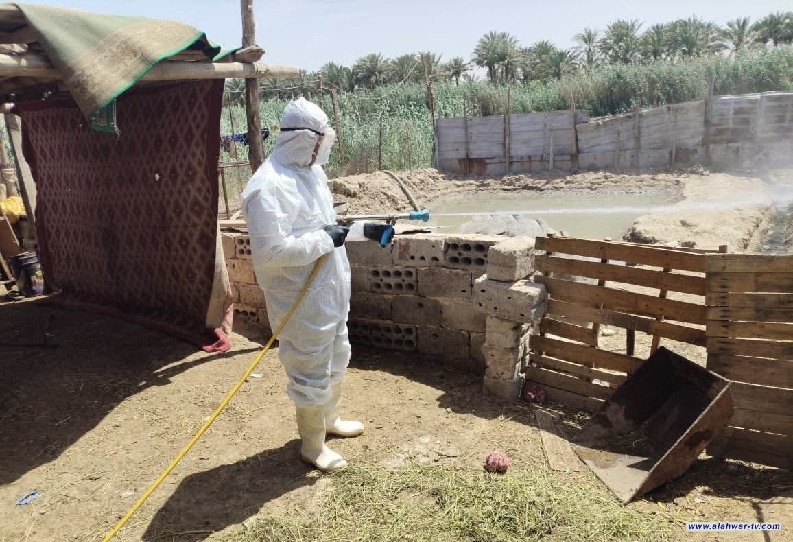 بيطرة ذي قار: لم نسجل أي حالة وفاة لكوادرنا بالحمى النزفية