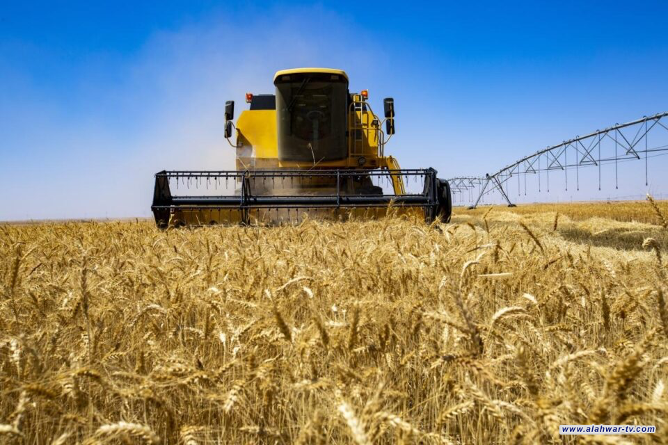 ذي قار: انطلاق عملية حصاد محصول الشلب لمساحة 7 آلاف دونم