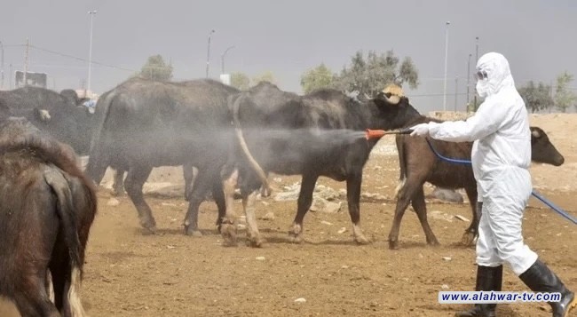 الحمى النزفية تواصل زحفها.. ذي قار تسجل أعلى حصيلة إصابات في البلاد