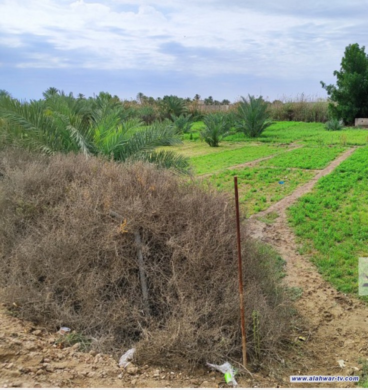 الجمعيات الفلاحية بذي قار: ازمة شح المياه من أبرز تحديات الخطة الزراعية الشتوية