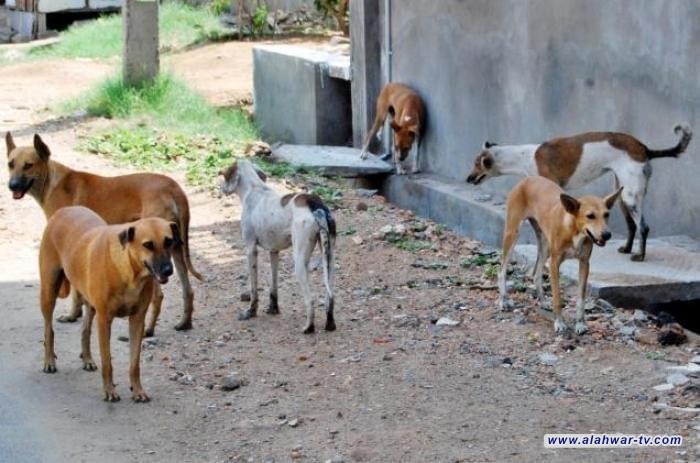 كلب سائب يهاجم ويعض عامل نظافة في بلدية الناصرية