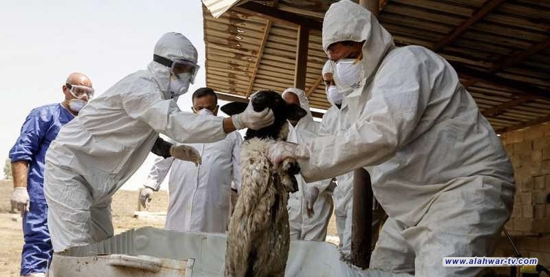 ذي قار تواجه خطرا صحيا متصاعدا 25 إصابة مؤكدة بالحمى النزفية