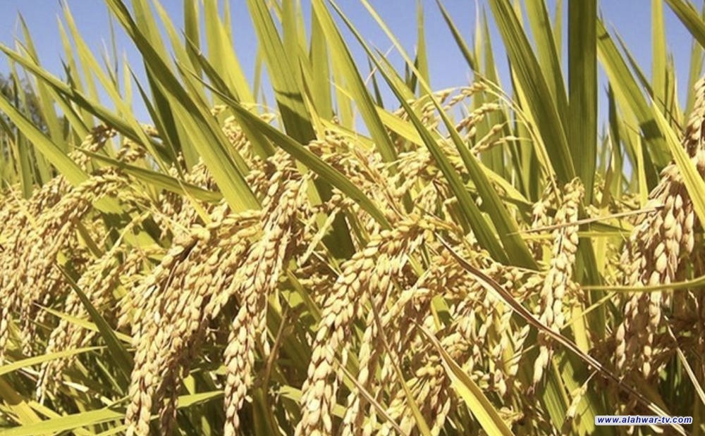 الزراعة تنفي تخصيص 60 مليار دينار لشراء الأعلاف