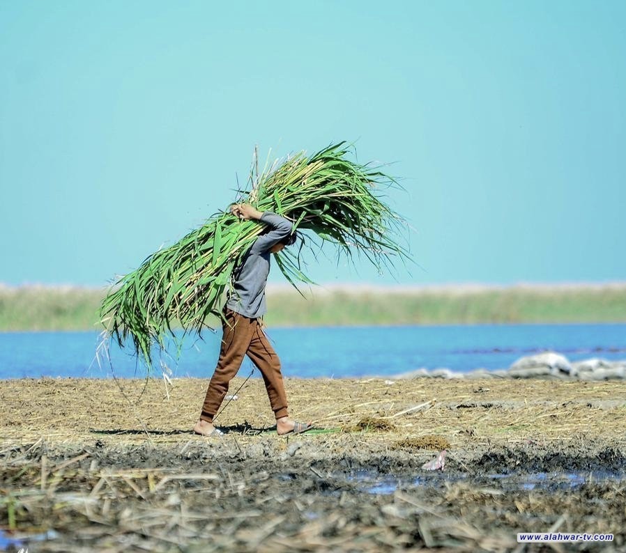 هيئة الاستثمار توضح أسباب عدم إعلان الأهوار كفرص استثمارية