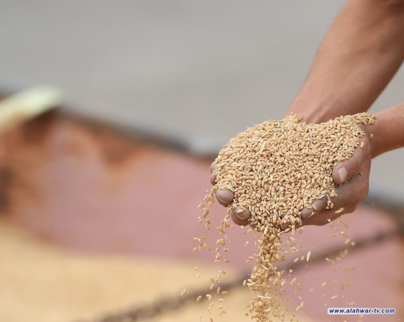 التجارة تعلن تسويق مليون و300 ألف طن من الحنطة