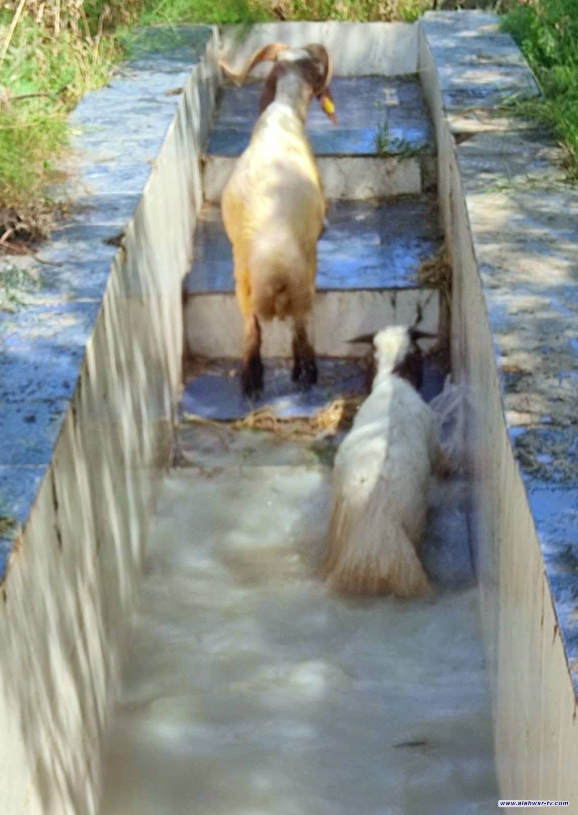 محافظ ذي قار وكالة يتابع الإجراءات الوقائية لمكافحة الحمى النزفية وأكثر من نصف مليون رأس ماشية خضعت  للتغطيس