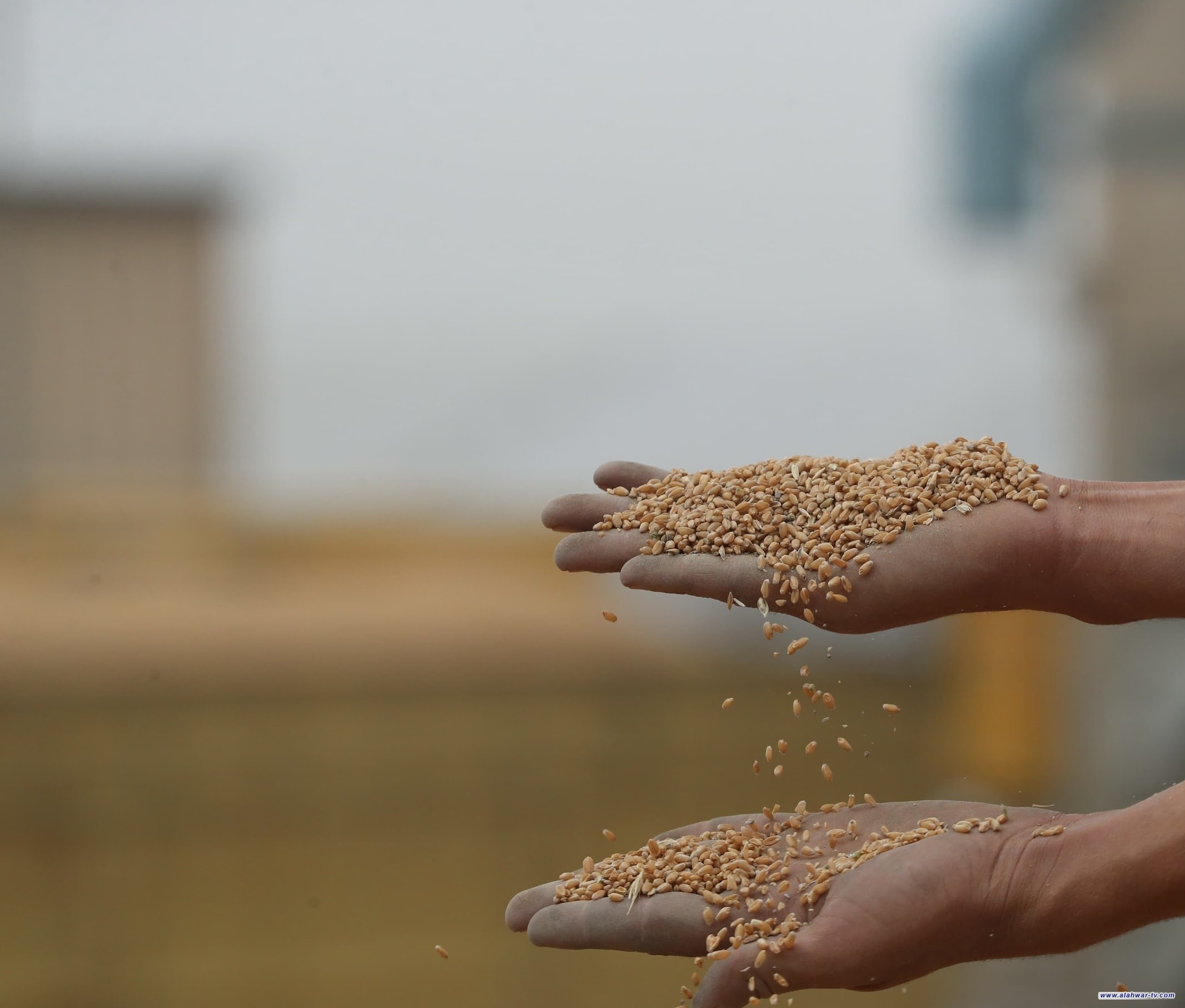 بينها الحنطة.. الزراعة: اعتماد أصناف من المحاصيل تلائم أجواء العراق وبكفاءة إنتاجية عالية