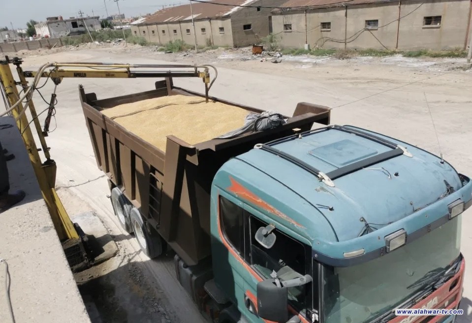 التجارة تعلن عن انطلاق الموسم التسويقي لمحصول الحنطة في ذي قار