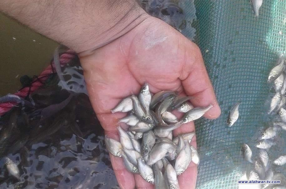 زراعة ذي قار: اطلاق اكثر من 9 ملايين اصبعة وسابحة اسماك في اهوار الجبايش