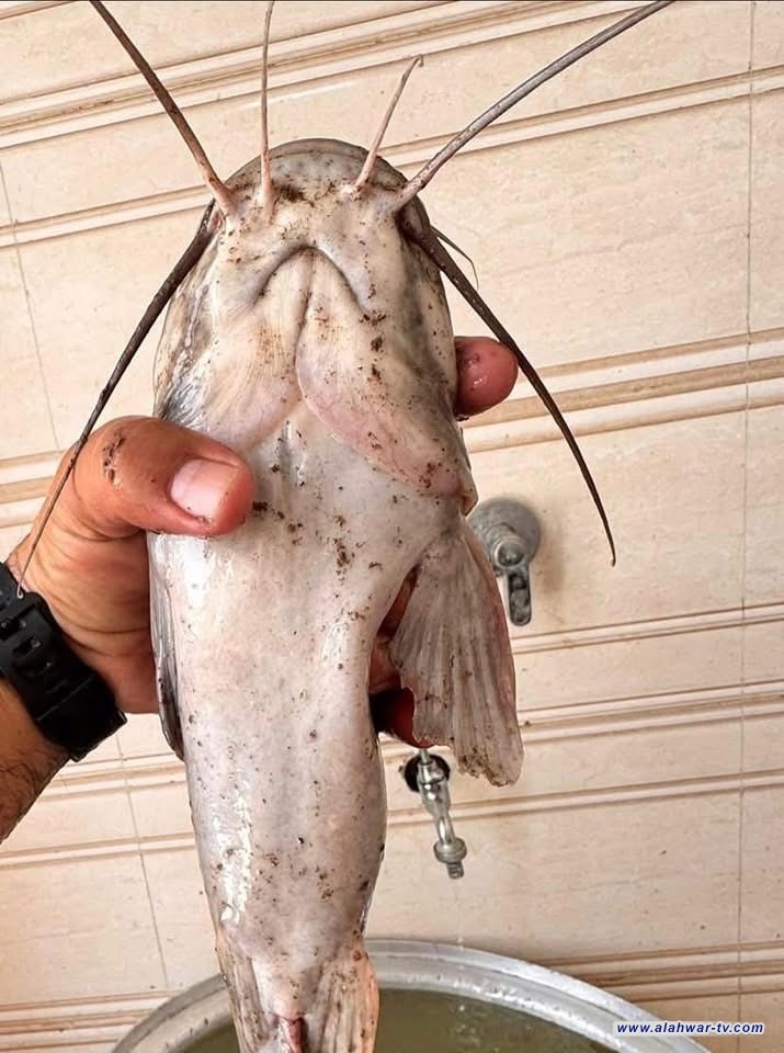 اعتقال قيادات بعثية في السليمانية.. محاولات فاشلة لإحياء  خلايا الرفاق الميتة