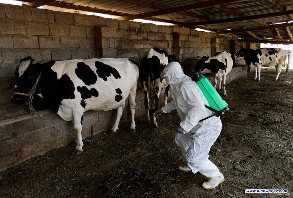 بمشاركة 21 فرقة بيطرية.. بيطرة ذي قار تطلق حملة لمكافحة الحمى النزفية