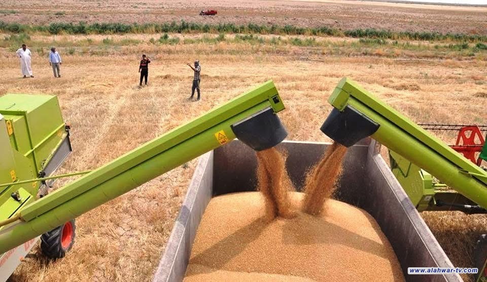 170 ألف طن من الذهب الأصفر.. ذي قار تختتم موسم الحنطة بنجاح لافت