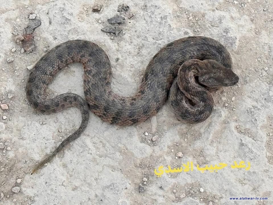 الناشط البيئي رعد حبيب الأسدي: تسجيل أفعى وحش الأهوار السامة في هور الحمار الغرب
