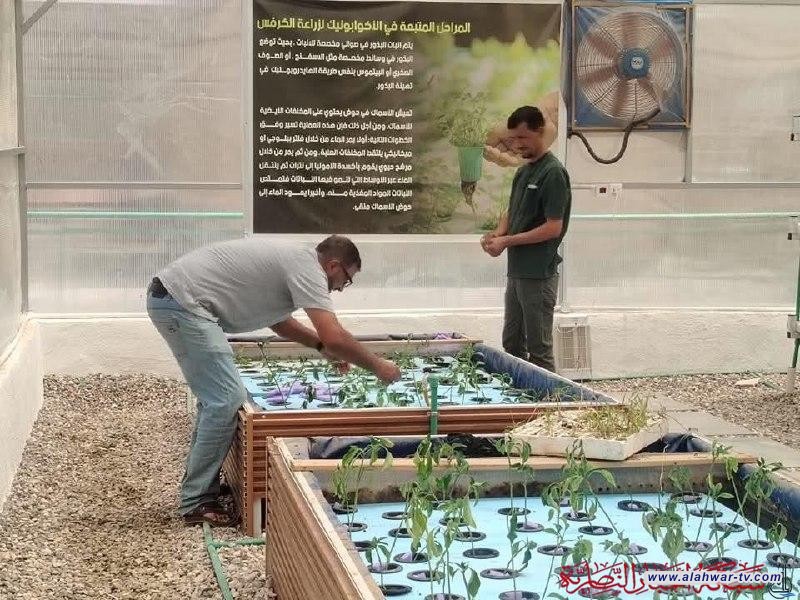 سوق الشيوخ تدخل عصر الزراعة الذكية بزراعة البابايا التايلندية والتين القبرصي