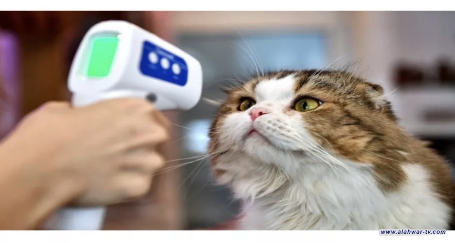 عدوى جديدة خطيرة قد تنتقل من الحيوانات الأليفة إلى البشر