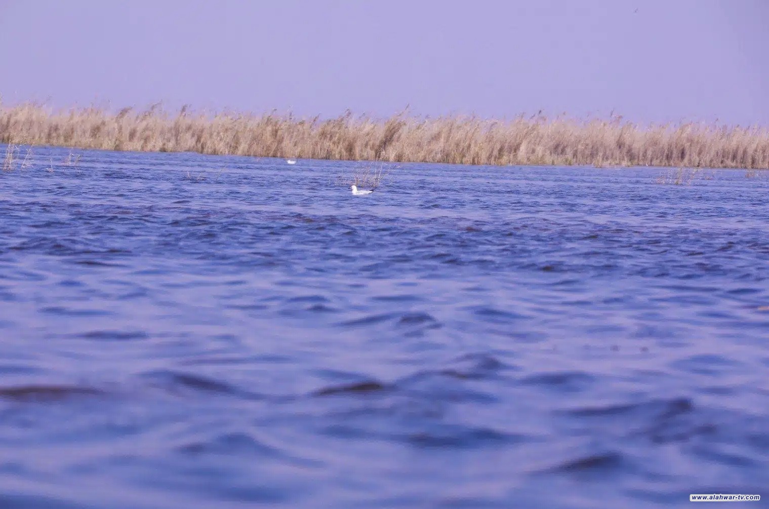 أمطار ذي قار ترفع المناسيب المائية  وارتفاع جديد في أهوار الجبايش