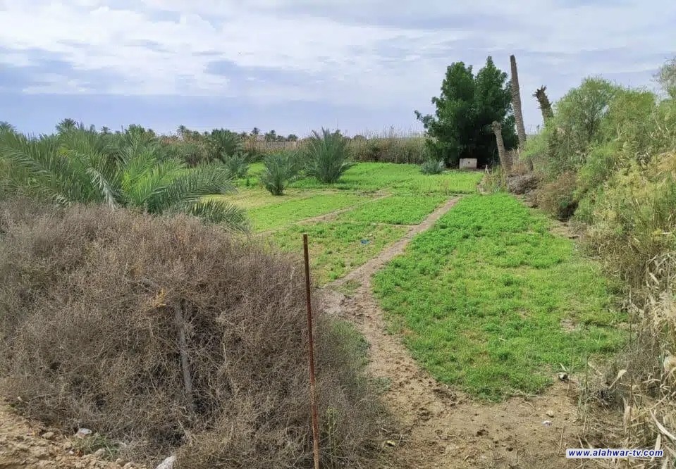 معاون محافظ ذي قار: توسعة الحدود البلدية دون المساس بالأراضي الزراعية دعما للمنتج المحلي